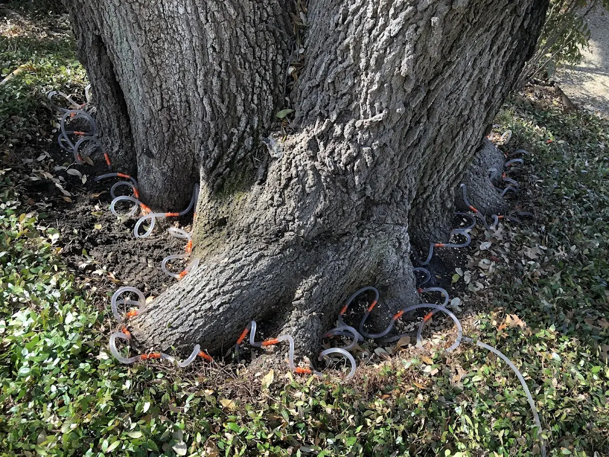 Detailed Tree Cabling and Bracing job site in Seeley Lake