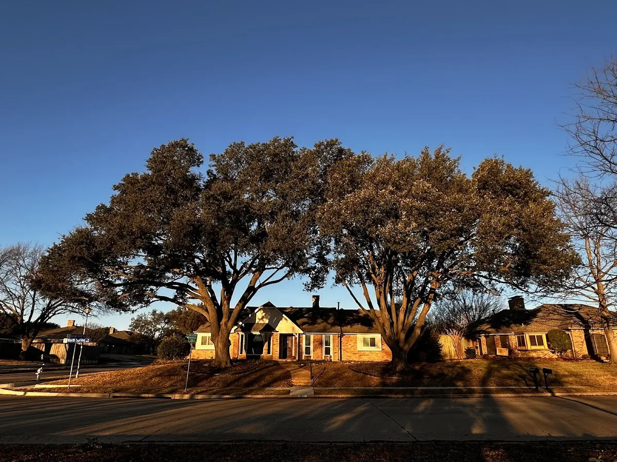 Established residential canopy tree shading a home in Seeley Lake